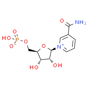 β-煙酰胺單核苷酸；NMN